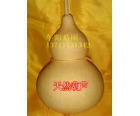 葫2《天然植物黄色中葫芦》
